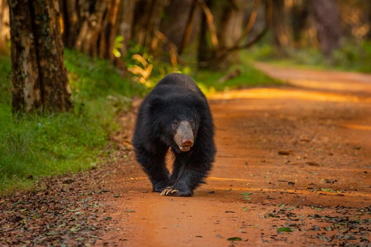 008 Wilpattu NP, lippenbeer.jpg